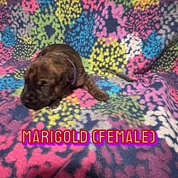 Photo of Marigold Lavender