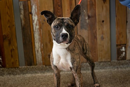 Junction City, KS - Akita/Boxer. Meet Urkel a Pet for Adoption