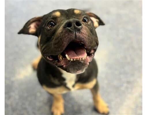 Anchorage, AK - American Pit Bull Terrier. Meet MEATLOAF a Pet for ...