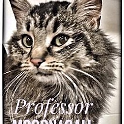 Thumbnail photo of Professor McGonagall #1