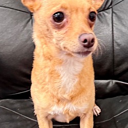 Thumbnail photo of Goldie - Sweet little chi #3