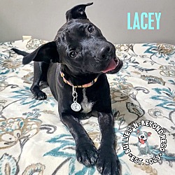 Thumbnail photo of Lacey #4