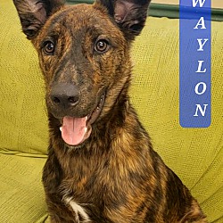 Thumbnail photo of WAYLON #1