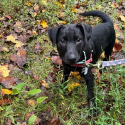 Thumbnail photo of Cheerful Pup: Jack #1