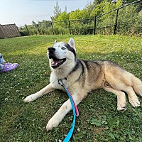 adopt-pet