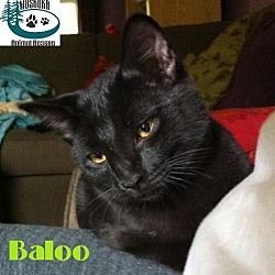 Thumbnail photo of Baloo - Adopted Nov 2017 #4