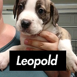 Photo of Leopold