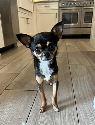 Wesley Chapel, FL - Chihuahua. Meet Churro a Pet for Adoption ...