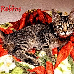 Thumbnail photo of Robins #2