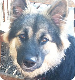Poway, CA - Norwegian Elkhound. Meet Wags a Dog for Adoption.