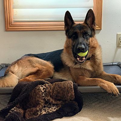 Waukesha, WI - German Shepherd Dog. Meet Knox a Pet for Adoption ...