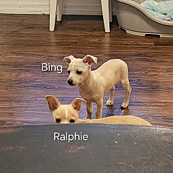 Thumbnail photo of Ralphie #3