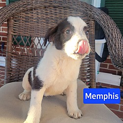 Thumbnail photo of Memphis #2