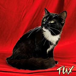 Photo of Tux 123641