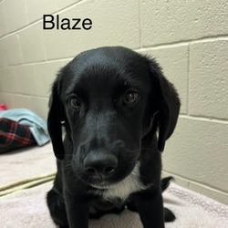 Photo of Blaze