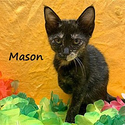 Thumbnail photo of Mason #bestie-of-Hans #1