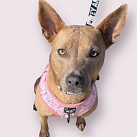 adopt a pet