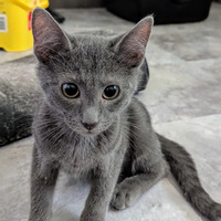 adopt a pet