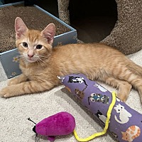 adopt a pet