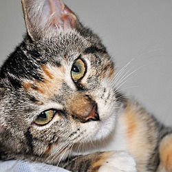 Thumbnail photo of MINNIE (spayed calico kitten) #1