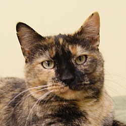 Thumbnail photo of Maggie - Foster-to-adopt #1