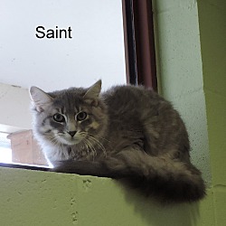 Thumbnail photo of Saint #1