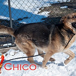 Thumbnail photo of Chico #3