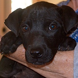 Thumbnail photo of Fannie ADOPTED! #1