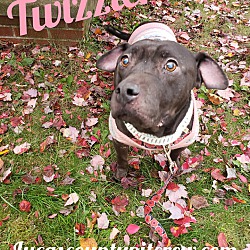 Thumbnail photo of Twizzler #3