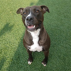 Photo of Dwayne-$75 Adoption Fee! Diamond Dog!
