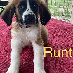 Photo of Runt