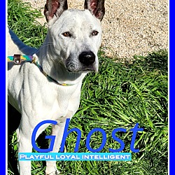 Thumbnail photo of Ghost #1