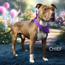 Thumbnail photo of Chief #1