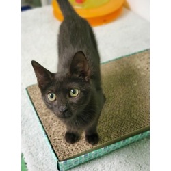 Thumbnail photo of Scarlet (Merritt Island Adoption Center) #1