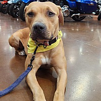 adopt a pet