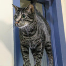 Adopt A Pet :: Ruffles - Versailles, KY