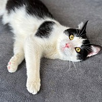 adopt a pet