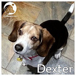 Thumbnail photo of Dexter #1