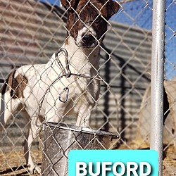Thumbnail photo of Buford #2
