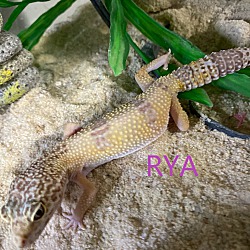 Thumbnail photo of Rya-Female #1