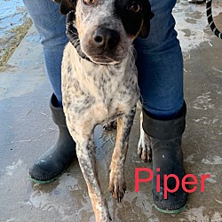 Thumbnail photo of Piper #2 #2
