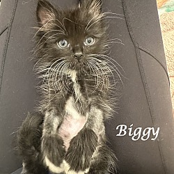Thumbnail photo of BIGGY (Adopt w/DISCO) #2
