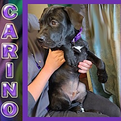 Thumbnail photo of Carino #1