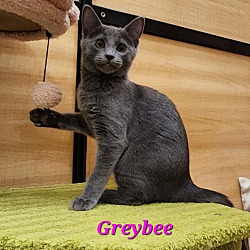 Photo of Greybee