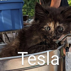 Thumbnail photo of Tesla #2