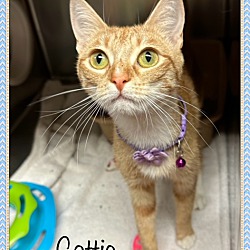 Thumbnail photo of CATTIE #2