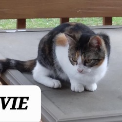 Thumbnail photo of Evie #3