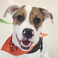 adopt a pet