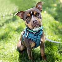 adopt a pet