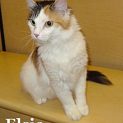 Thumbnail photo of Elsie #4